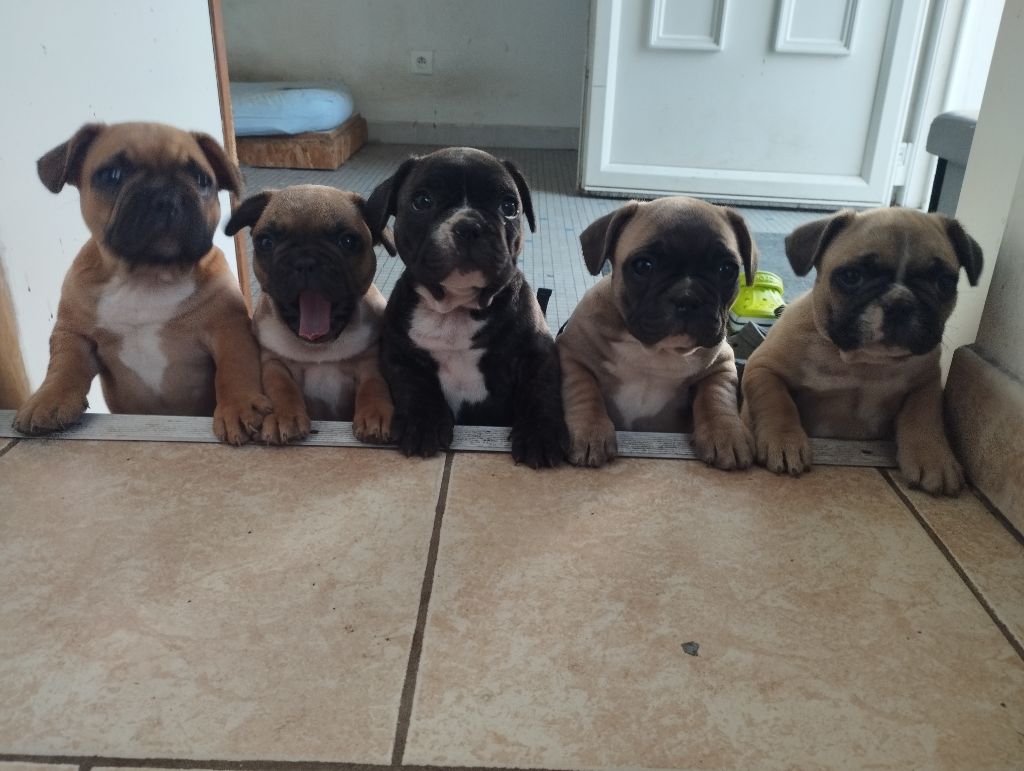 Chiot Bouledogue français Du Graal De Cebahis